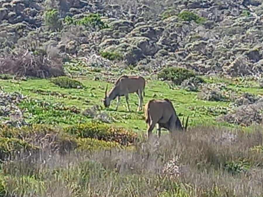 cape point and penguin ,muizenberg, bookapp - Hout Bay adds boats, harbor life, and choices