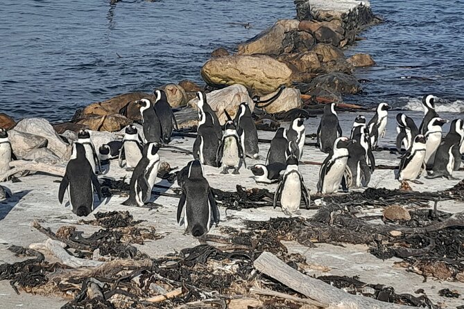 Cape Point Cape Of Good Hope And Penguins Private Tour - Cape Point and the two lighthouse story