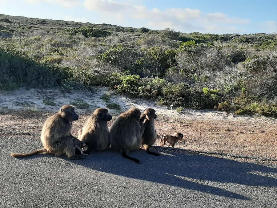 Cape Point Cape of Good Hope, Penguins Private Half day Tour - Key points at a glance