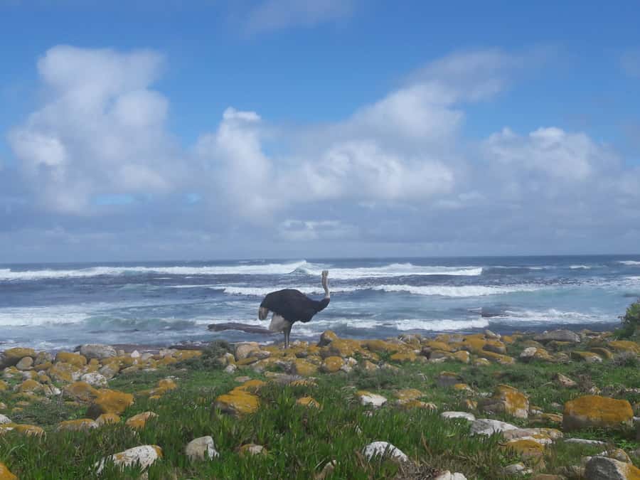 Cape Point Cape of Good Hope, Penguins Private Half day Tour - Why this Cape Peninsula route works so well