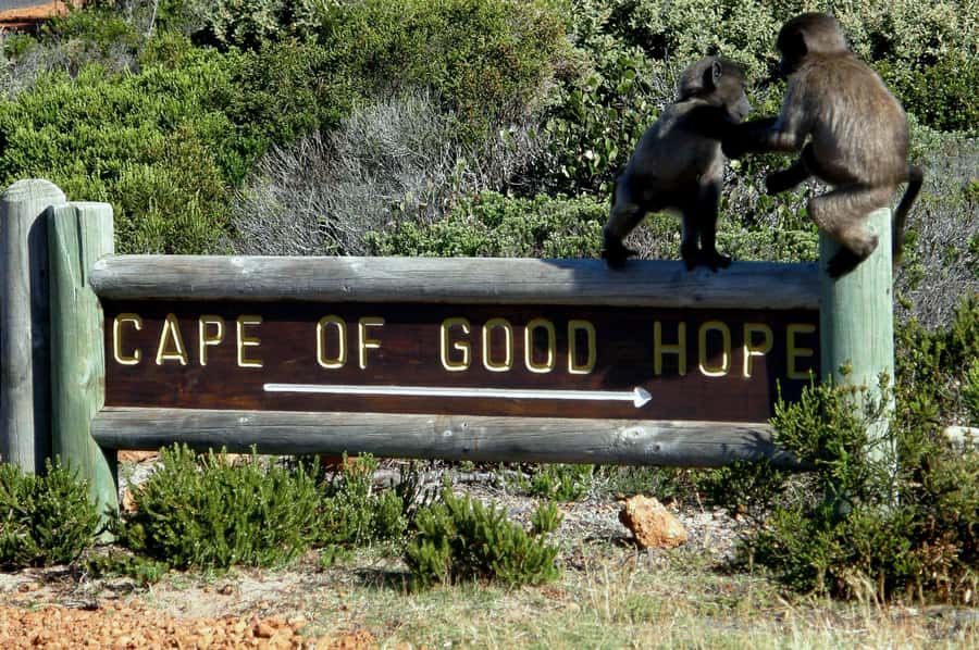 Cape Point Cape of Good Hope, Penguins Private Half day Tour - The return through Scarborough and Noordhoek