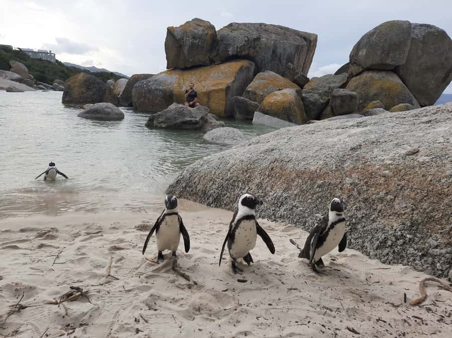 Cape Point Cape of Good Hope, Penguins Private Half day Tour - From Muizenberg to False Bay
