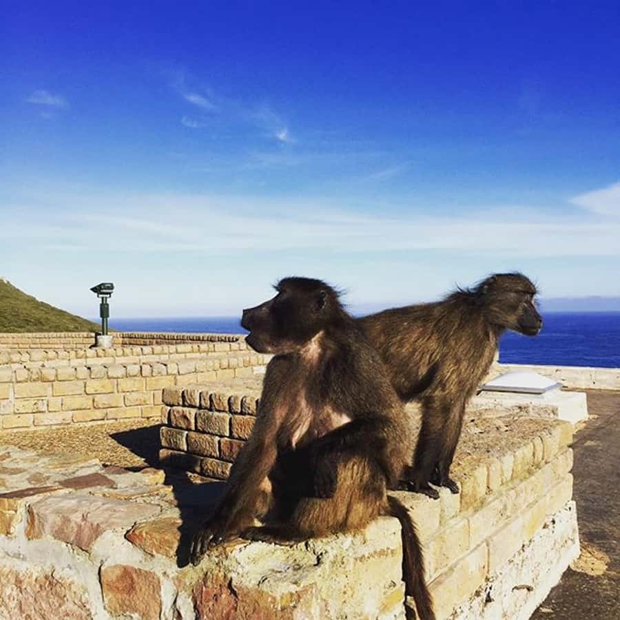 Cape Point Full-Day Tour From Cape Town - One day around the Cape Peninsula
