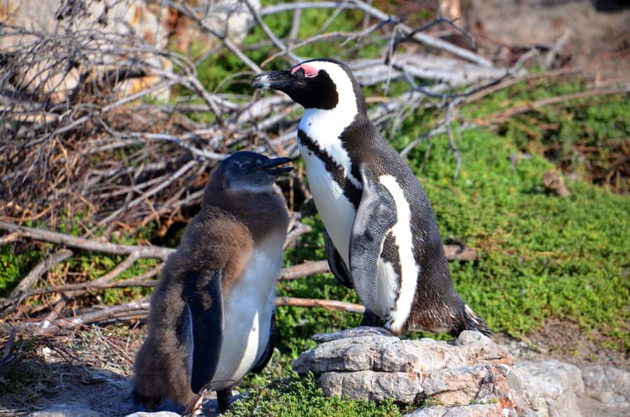 Cape Point Full-Day Tour From Cape Town - Through Noordhoek and Table Mountain National Park
