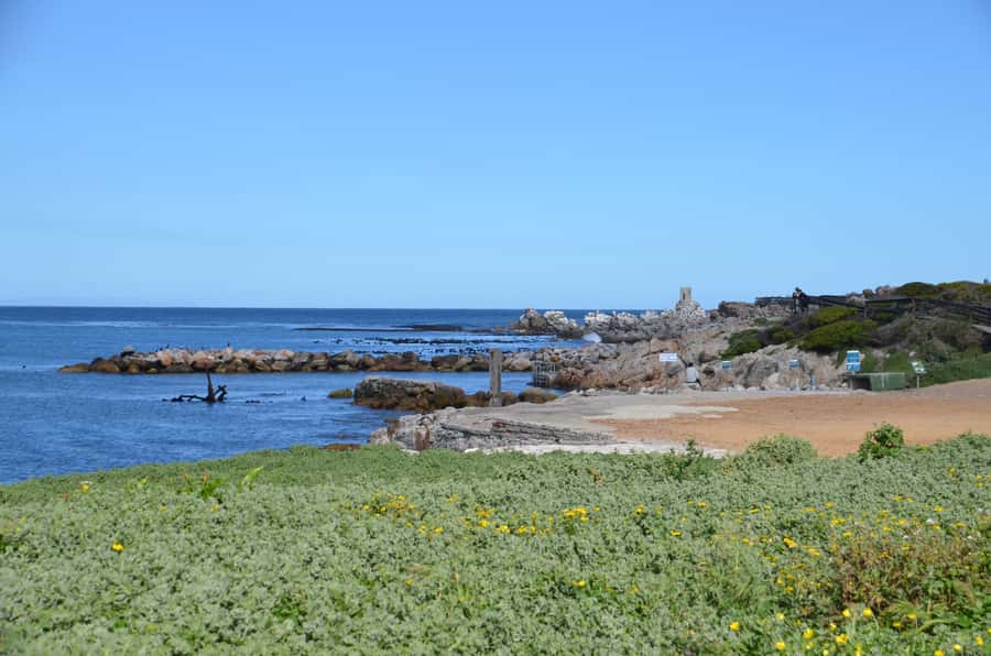 Cape Point Full-Day Tour From Cape Town - Simon’s Town, lunch, and the eastern coast