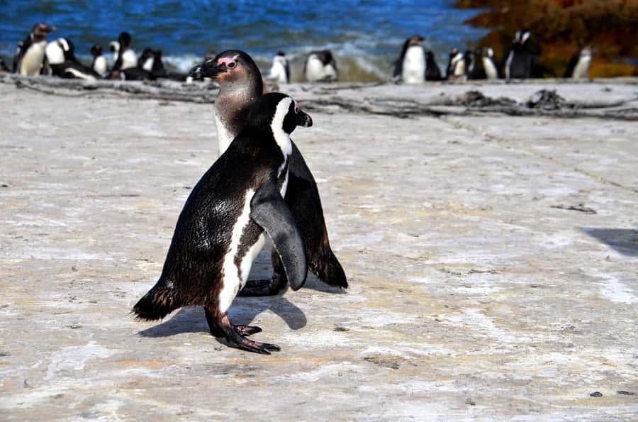 Cape Point Full-Day Tour From Cape Town - Clifton, Camps Bay, and the Atlantic shore