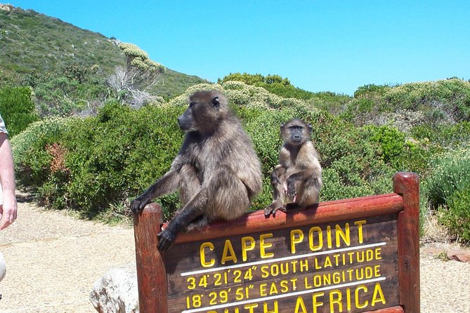 Cape Point & Penguins full day tour - Cape Point Nature Reserve and the lighthouse walk
