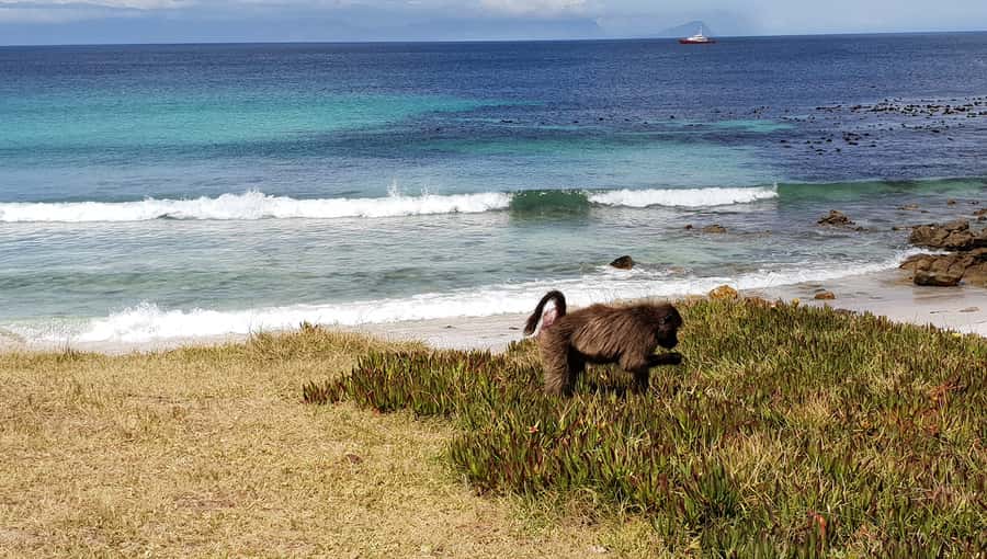 Cape Point & Penguins: Private Cape Peninsula Tour. - Why this private Cape Peninsula route works well