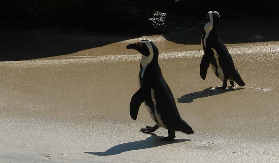 Cape Point & Penguins: Private Cape Peninsula Tour. - Simon’s Town and Boulders Beach penguins