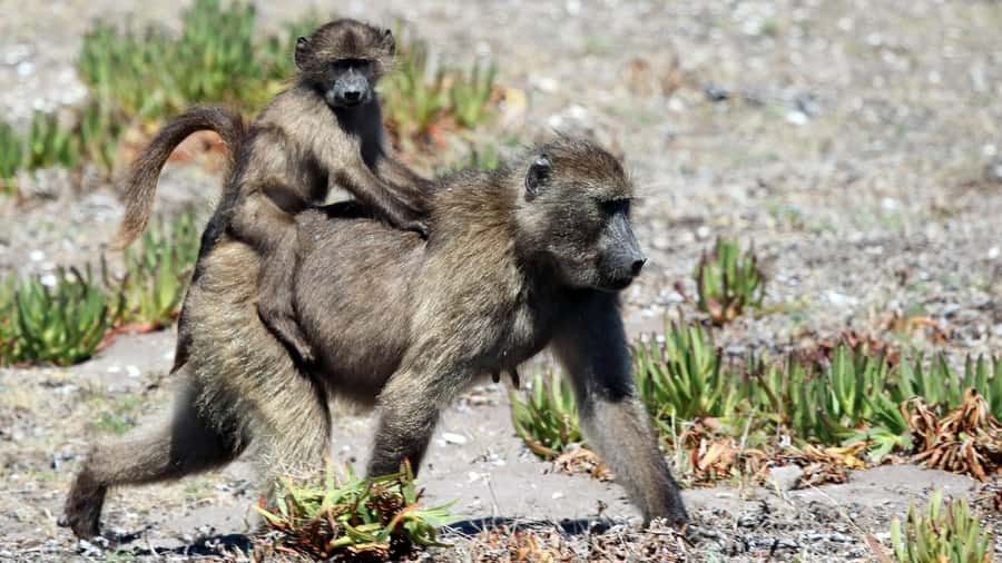 Cape Point & Penguins: Private Cape Peninsula Tour. - Cape of Good Hope: the southwestern edge