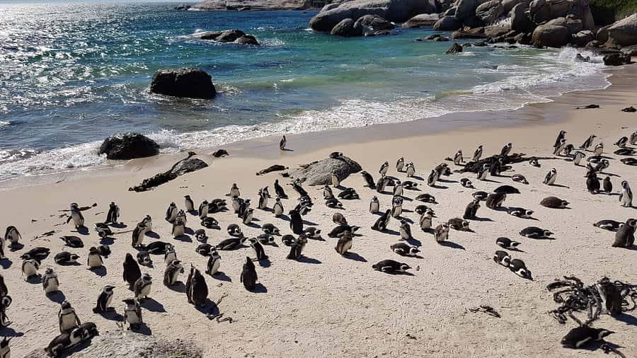 Cape Point & Penguins: Private Cape Peninsula Tour. - Muizenberg and the long sweep of False Bay