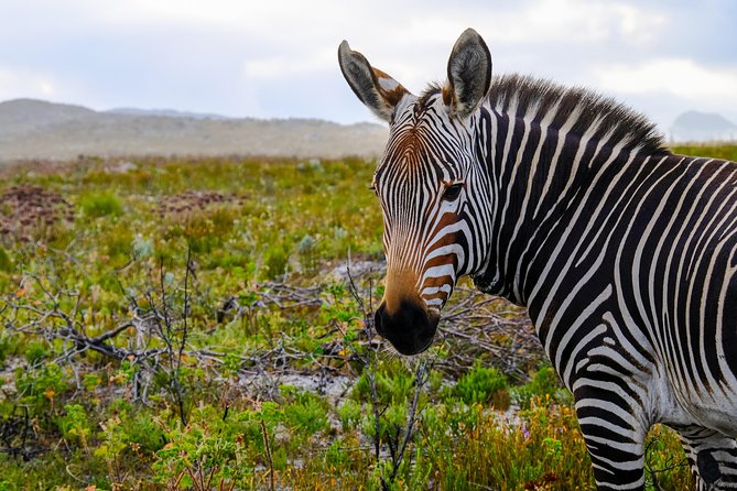 Cape Point Private Nature Tour & Hike - What the $111.73 price really covers