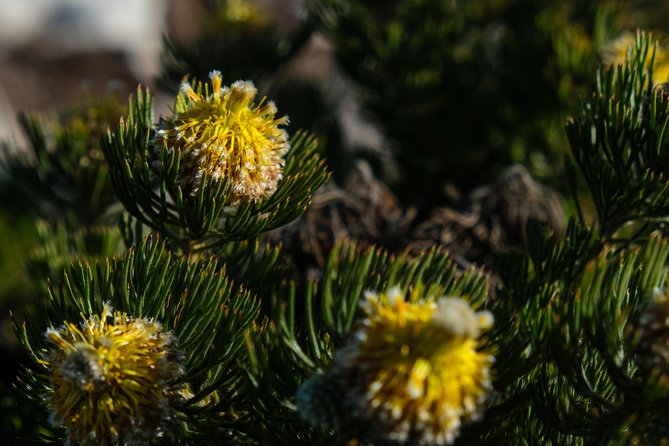 Cape Point Private Nature Tour & Hike - Who should book this experience
