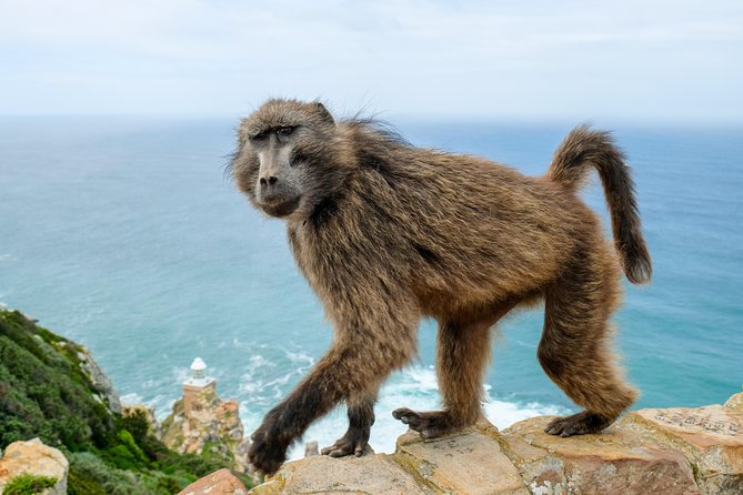 Cape Point Private Nature Tour & Hike - My take on the guiding