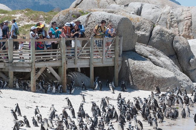 Cape Point Sightseeing Tour including Cape of Good Hope full day from Cape Town - Hout Bay and the optional Duiker Island boat