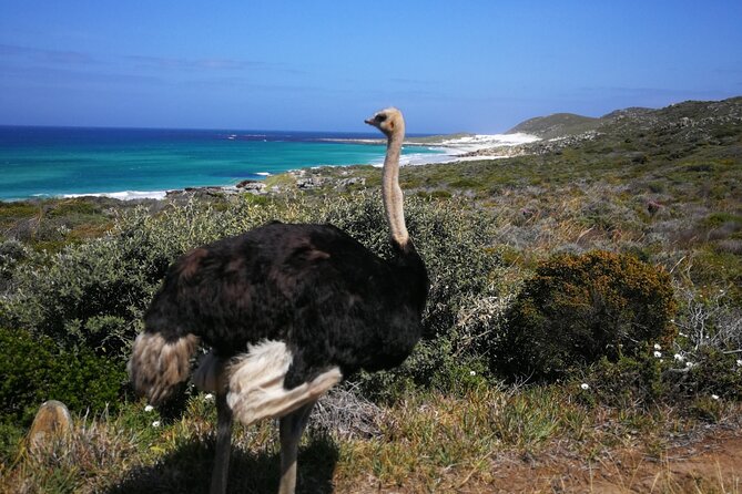 Cape Point Xplorer - The guides can shape the whole day