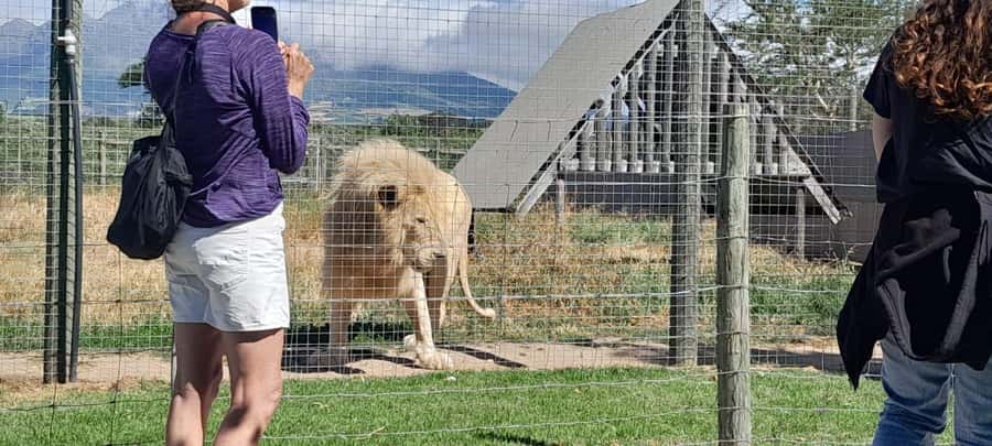 Cape Town: 15 Wine Tasting & Wildlife Small Group Tour - Practical ways to make the day better
