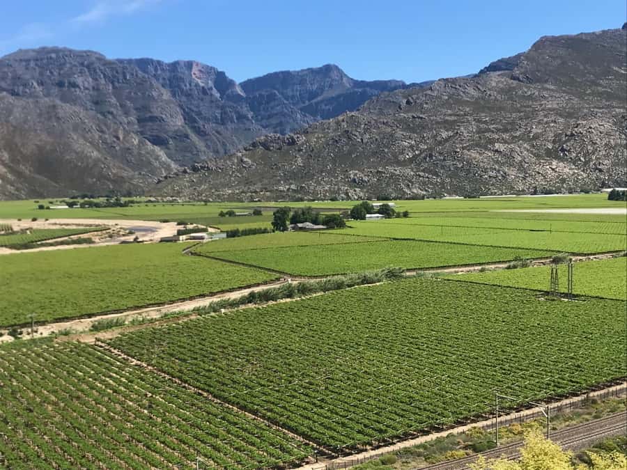Cape Town: 15 Wine Tasting & Wildlife Small Group Tour - House of J.C. Le Roux and the Cape’s sparkling wines