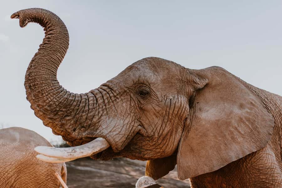 Cape Town: 2-Day Wildlife Tour with Safaris and Luxury Stay - Key points to know before booking