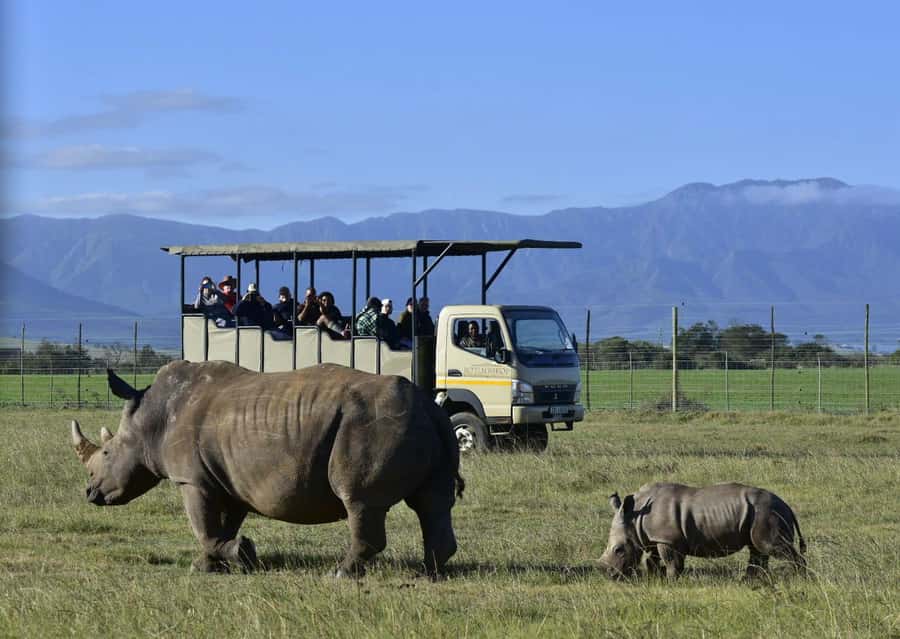 Cape Town: 2-Day Wildlife Tour with Safaris and Luxury Stay - Should you book this Cape Town safari?