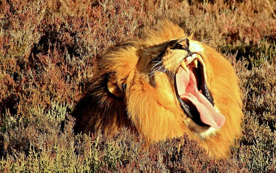 Cape Town: 2-Day Wildlife Tour with Safaris and Luxury Stay - Choosing your overnight stay near Oudtshoorn