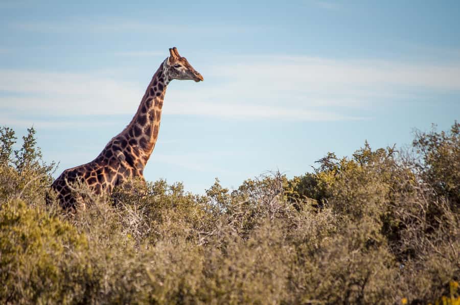 Cape Town: 2-Day Wildlife Tour with Safaris and Luxury Stay - Who will enjoy this two-day safari most?