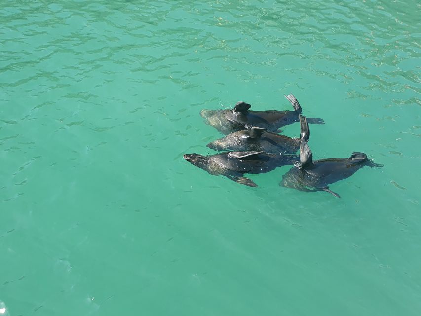 Cape Town: 30 Minute Harbour Boat Cruise with Seal Watching - Seeing seals without making a full-day plan