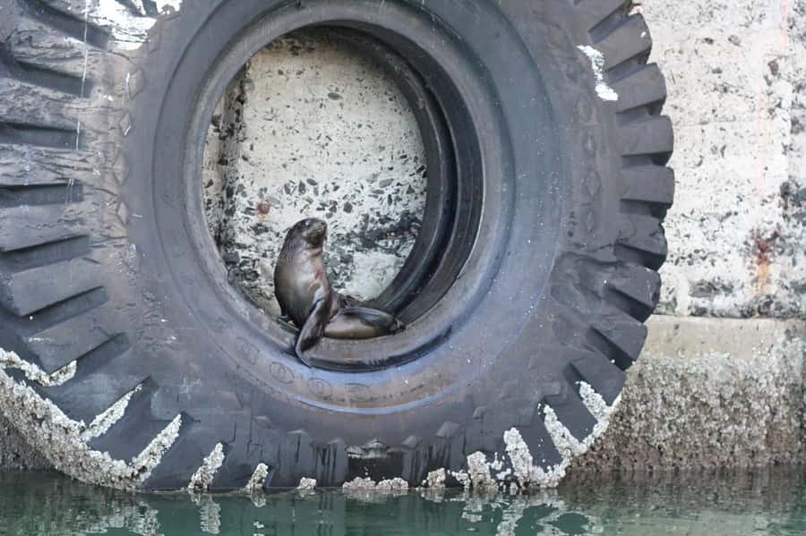 Cape Town: 30 Minute Seal-Watching Harbour Cruise - Should you book the Cape Town harbour cruise?