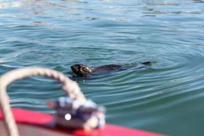30 Minute Seal-Watching Harbour Cruise