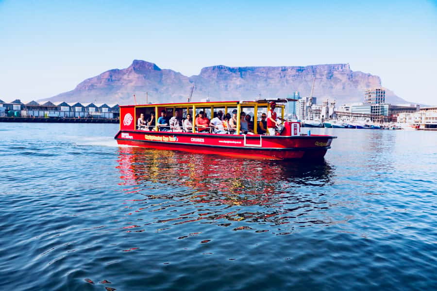 Cape Town: 30 Minute Seal-Watching Harbour Cruise - Reading the harbour as you pass