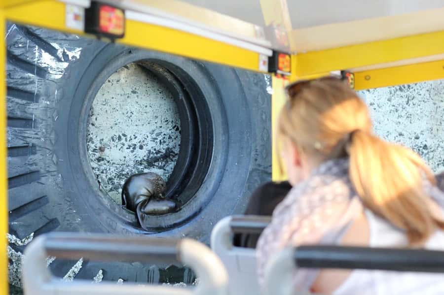 Cape Town: 30 Minute Seal-Watching Harbour Cruise - Who will enjoy this cruise most