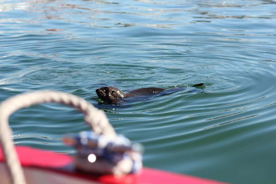 Cape Town: 30 Minute Seal-Watching Harbour Cruise - Table Mountain from the bay