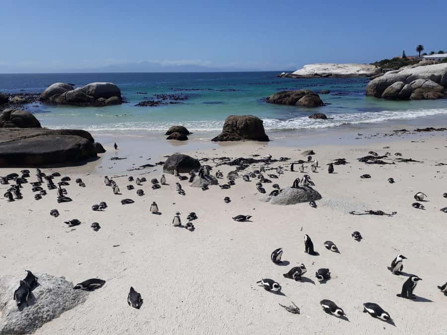 Cape Town: 9-hour Cape Point Private Guided Cycling Tour - A full Cape Peninsula day without a tour bus window