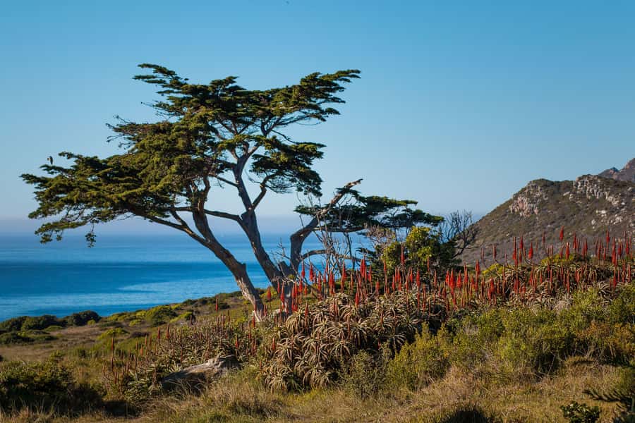 Cape Town: 9-hour Cape Point Private Guided Cycling Tour - Cycling through the Cape Peninsula National Park