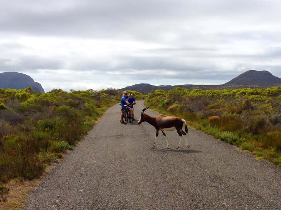 Cape Town: 9-hour Cape Point Private Guided Cycling Tour - What the $353 price includes