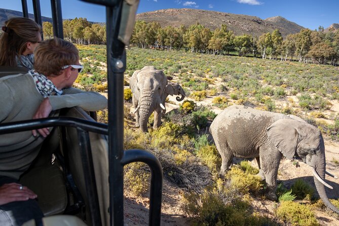 Cape Town Aquila Afternoon Safari with transport and lunch - Key points to know before booking