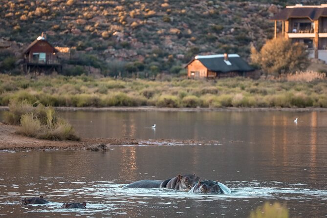 Cape Town Aquila Afternoon Safari with transport and lunch - A simple wildlife day from Cape Town