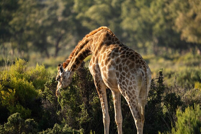 Cape Town Aquila Afternoon Safari with transport and lunch - What the traditional vehicle safari is like