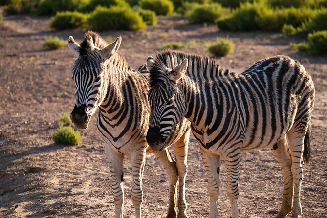 Cape Town Aquila Afternoon Safari with transport and lunch - The animals you may see