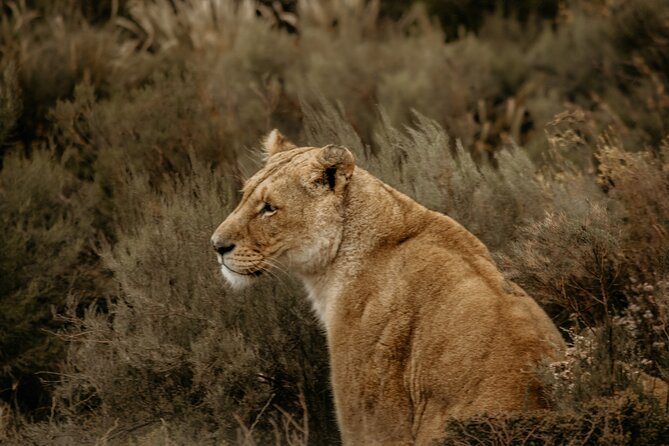 Cape Town Aquila Afternoon Safari with transport and lunch - A reserve safari, not an untouched wilderness trip