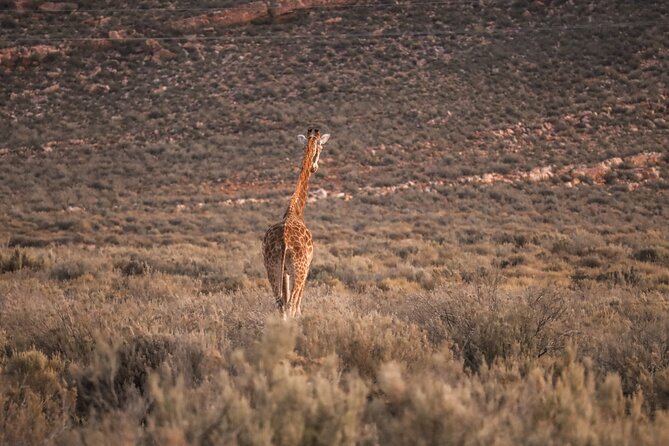 Cape Town Aquila Afternoon Safari with transport and lunch - Time to use the reserve facilities