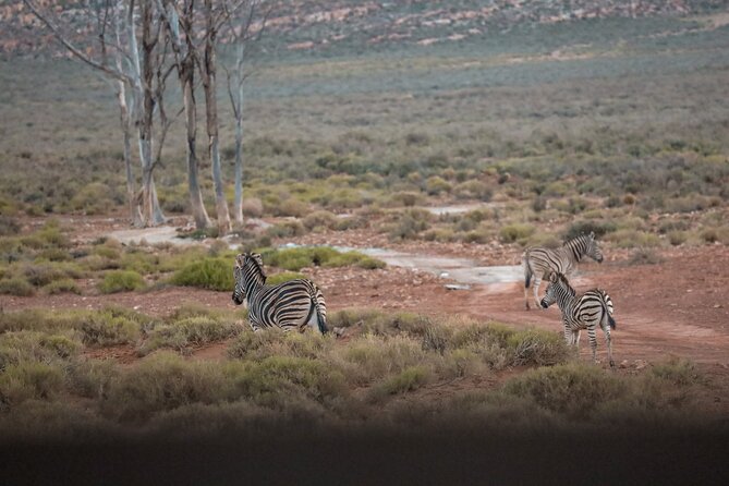 Cape Town Aquila Afternoon Safari with transport and lunch - The ride from Cape Town to Aquila