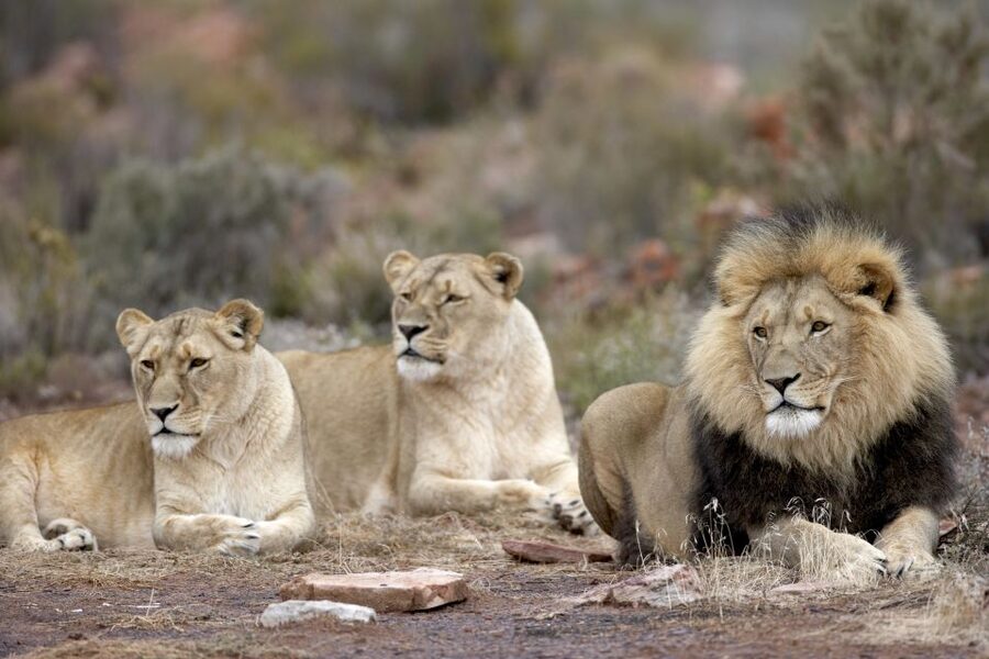 Cape Town: Aquila Game Reserve Day Entrance & Game Drive - A 2 to 3-hour drive with a game ranger