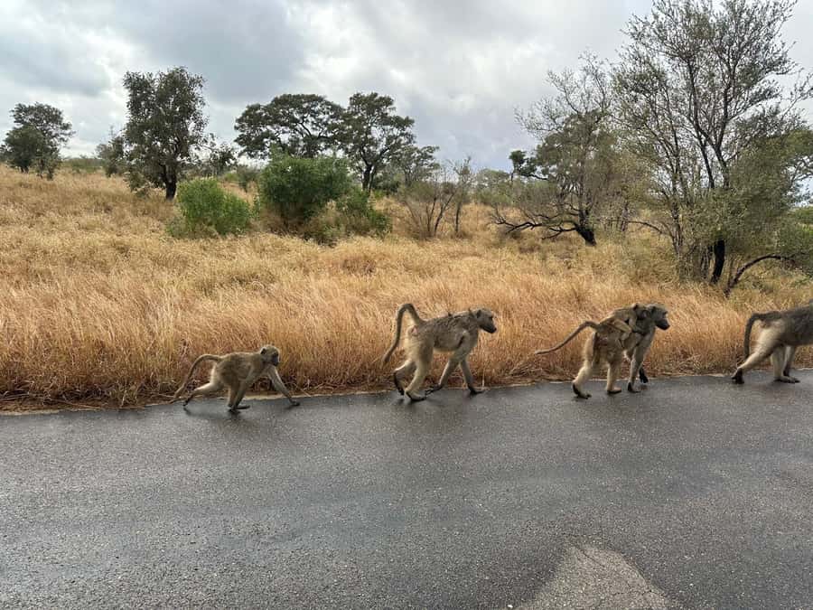 Cape Town: Aquila Game Reserve Sunset Game Drive - Is $168 good value?