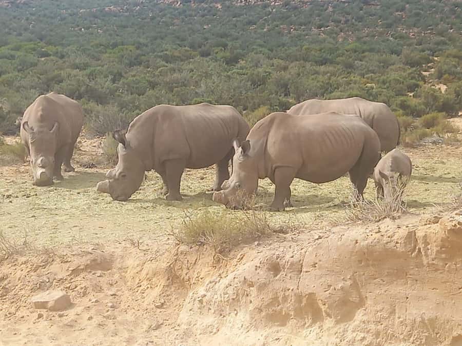 Cape Town: Aquila Game Reserve Sunset Game Drive - A wine-country stop before the reserve