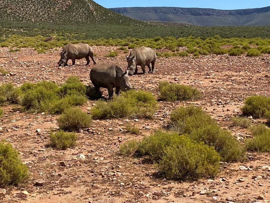 Cape Town: Aquila Game Reserve & V&A Waterfront Tour w/Lunch - Key points to know before you book