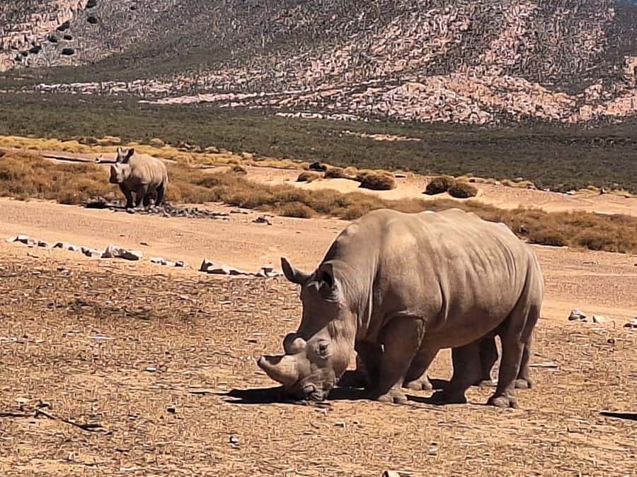 Cape Town: Aquila Game Reserve & V&A Waterfront Tour w/Lunch - The 2.5 to 3-hour Big Five drive