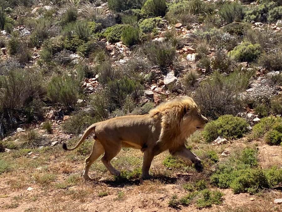 Cape Town: Aquila Game Reserve & V&A Waterfront Tour w/Lunch - What the $158 price really covers