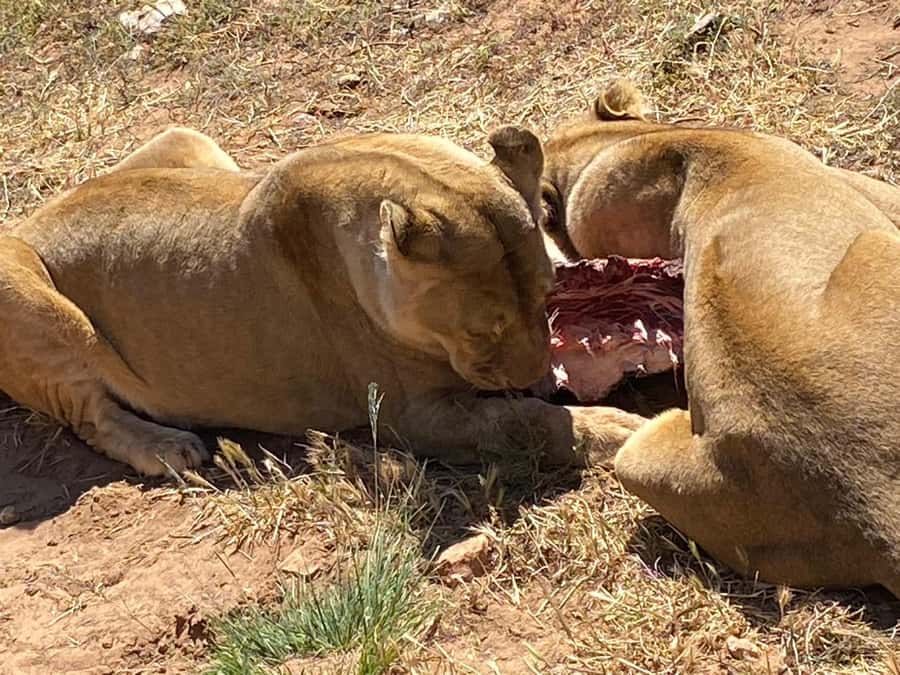 Cape Town: Aquila Game Reserve & V&A Waterfront Tour w/Lunch - Practical details that affect the day