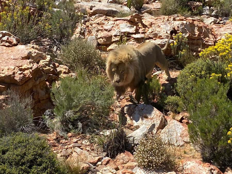 Cape Town: Aquila Game Reserve & V&A Waterfront Tour w/Lunch - Should you book this Aquila day trip?